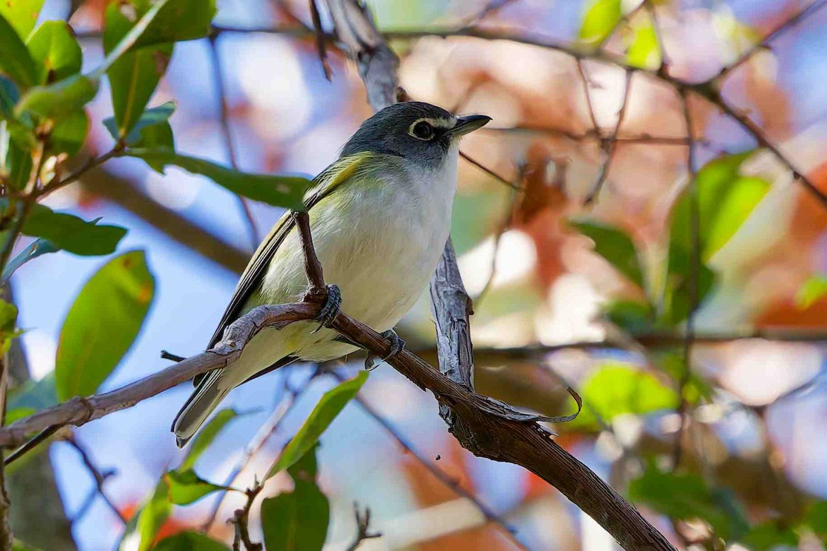Blue-headed Vireo - ML647382149