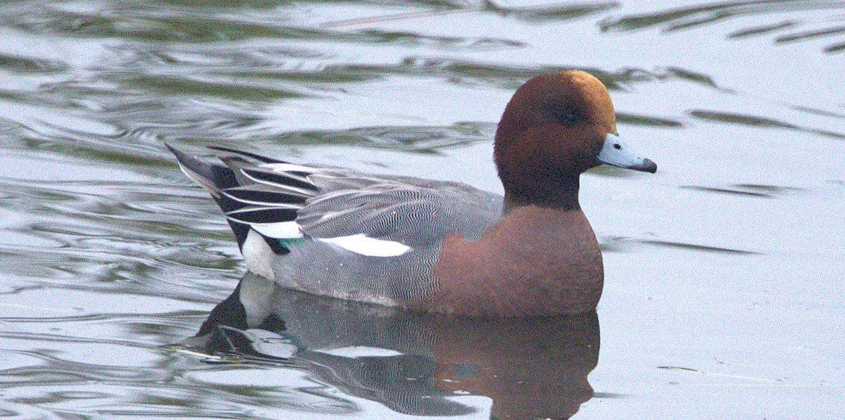 Eurasian Wigeon - ML647382150