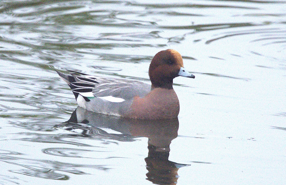Eurasian Wigeon - ML647382151