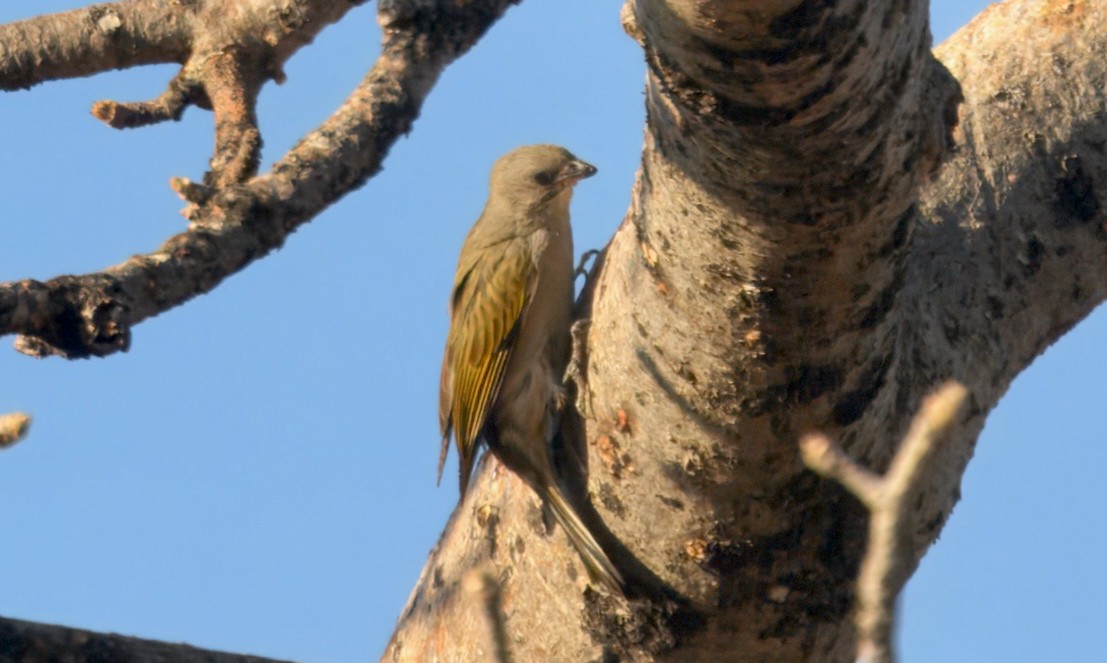 Lesser Honeyguide - ML647382158