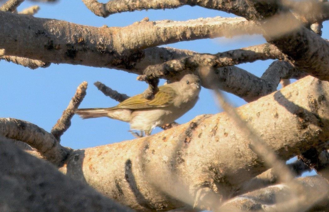 Lesser Honeyguide - ML647382159