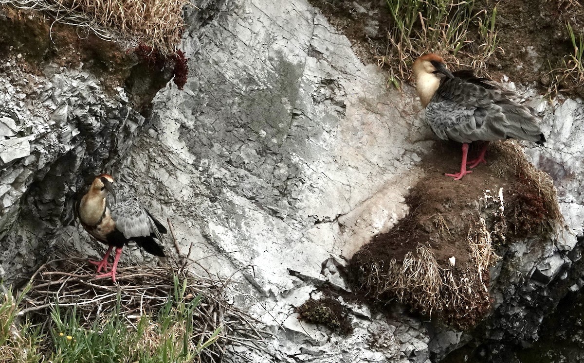 ibis laločnatý - ML647382161