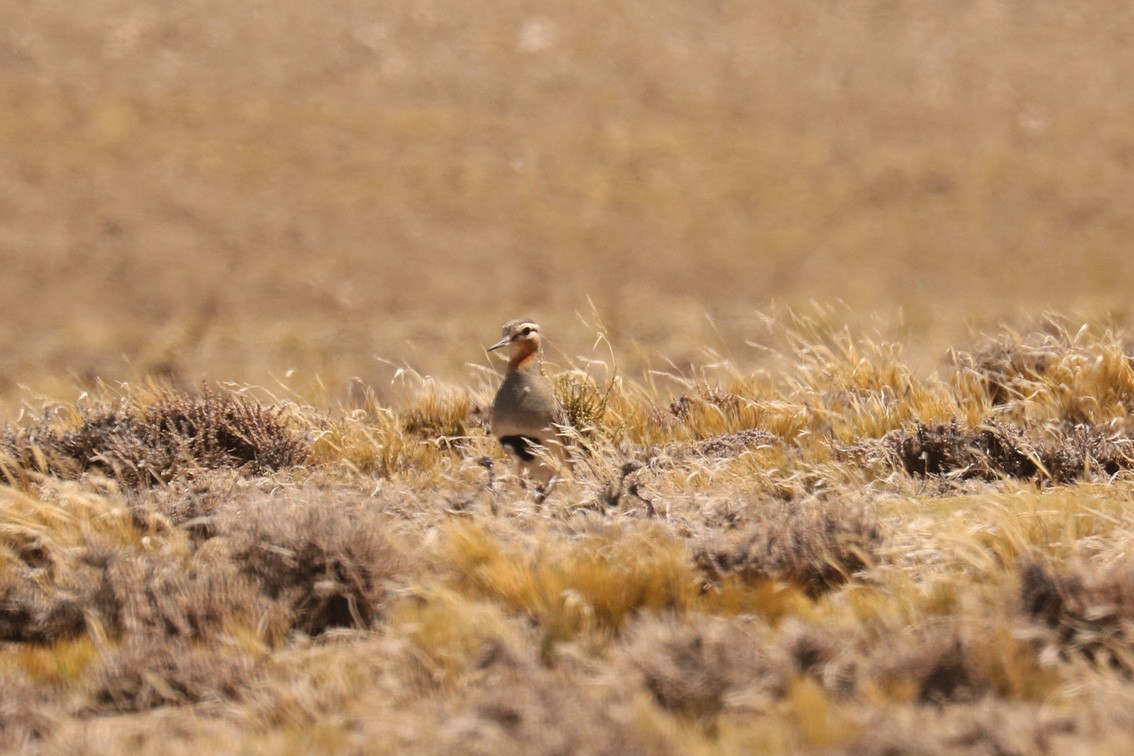 Tawny-throated Dotterel - ML647382162
