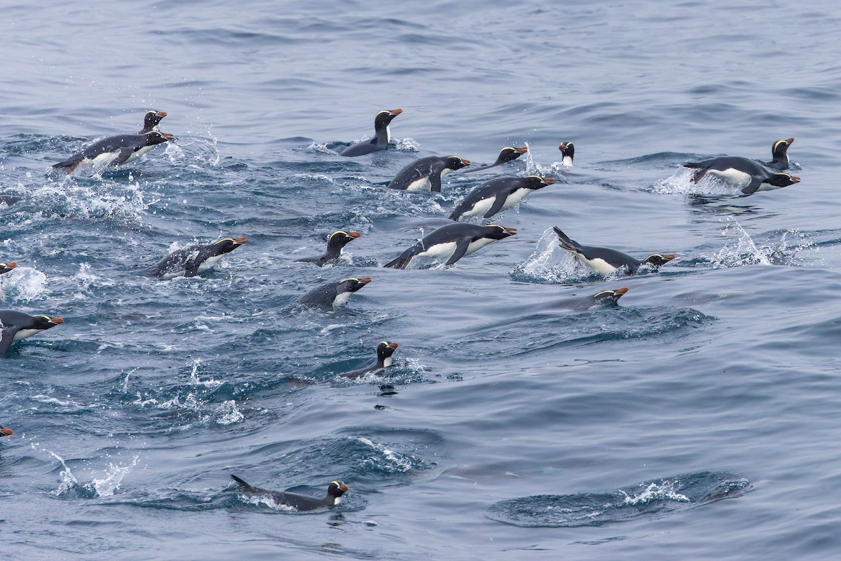 tučňák chocholatý - ML647382165