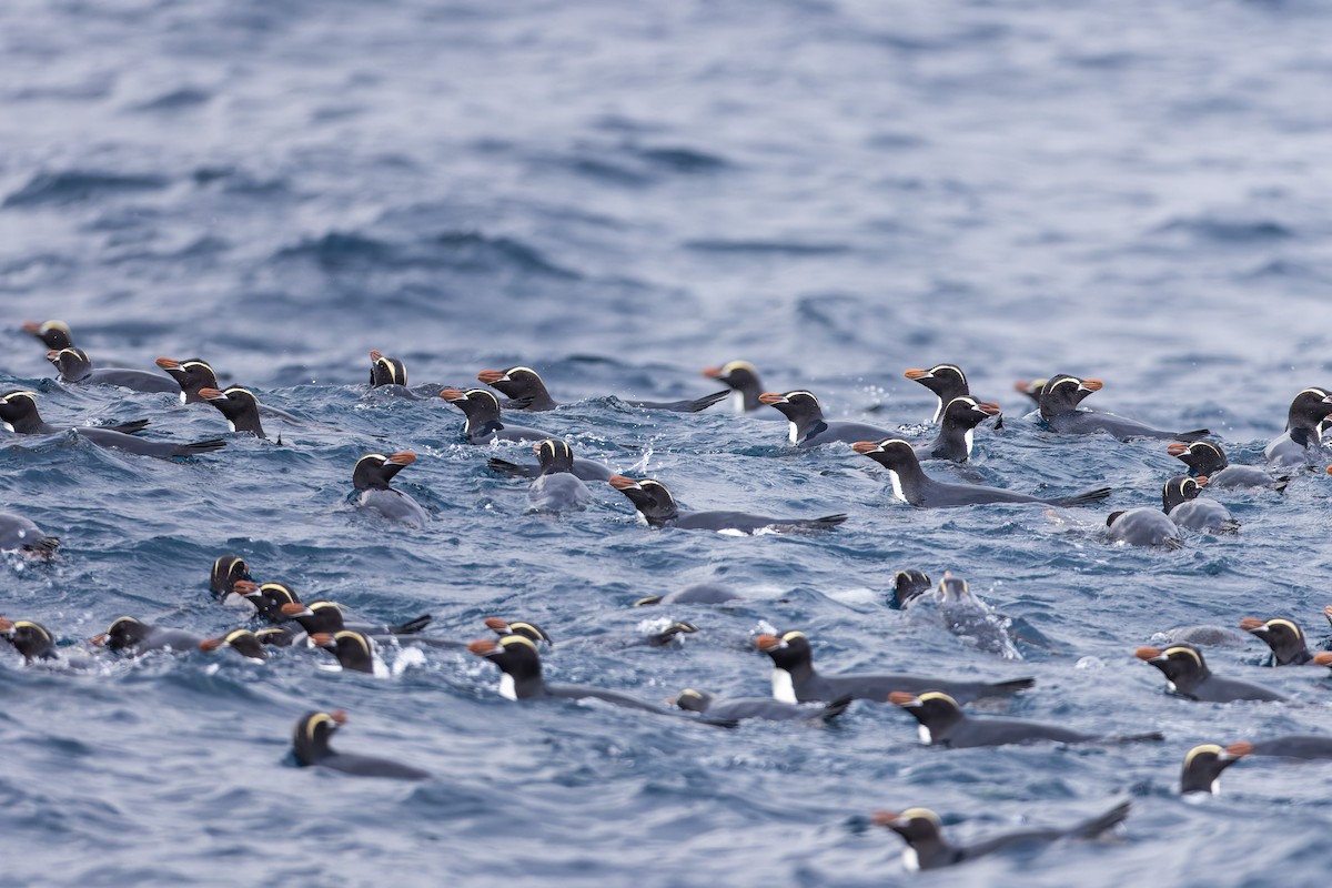 tučňák chocholatý - ML647382166