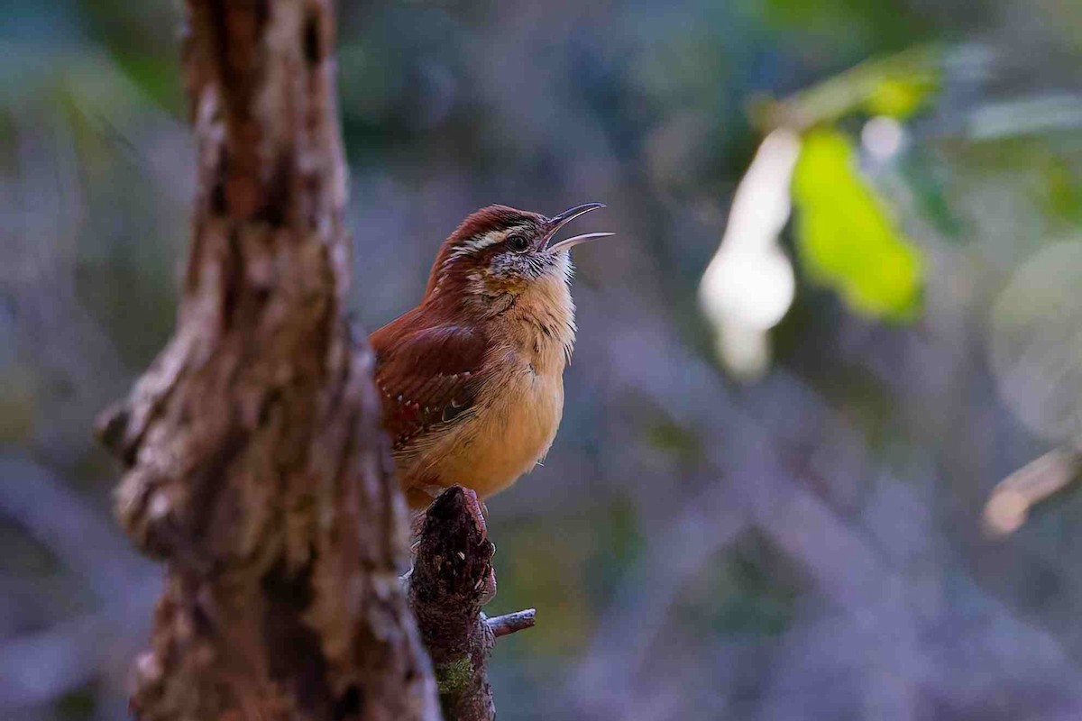 Carolina Wren - ML647382167