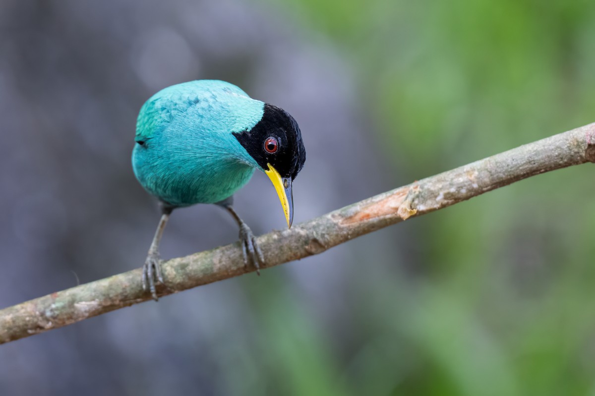 Green Honeycreeper - ML647382173