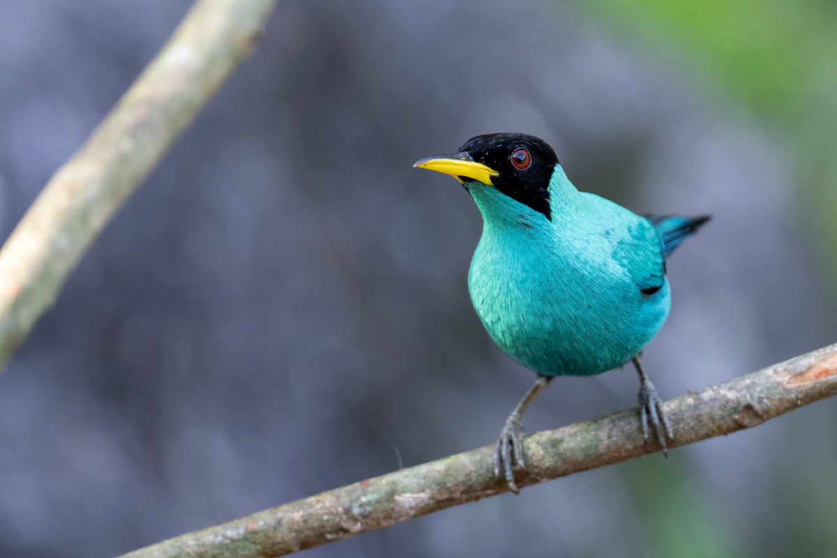 Green Honeycreeper - ML647382174