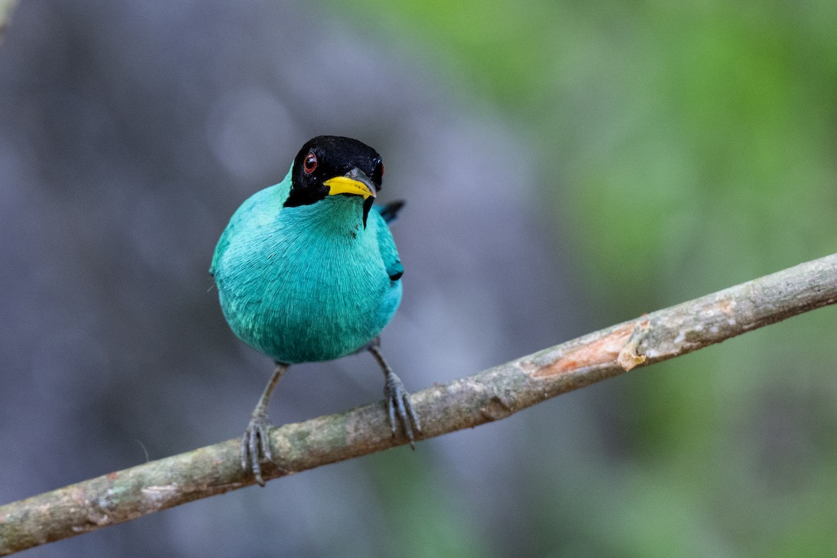 Green Honeycreeper - ML647382175