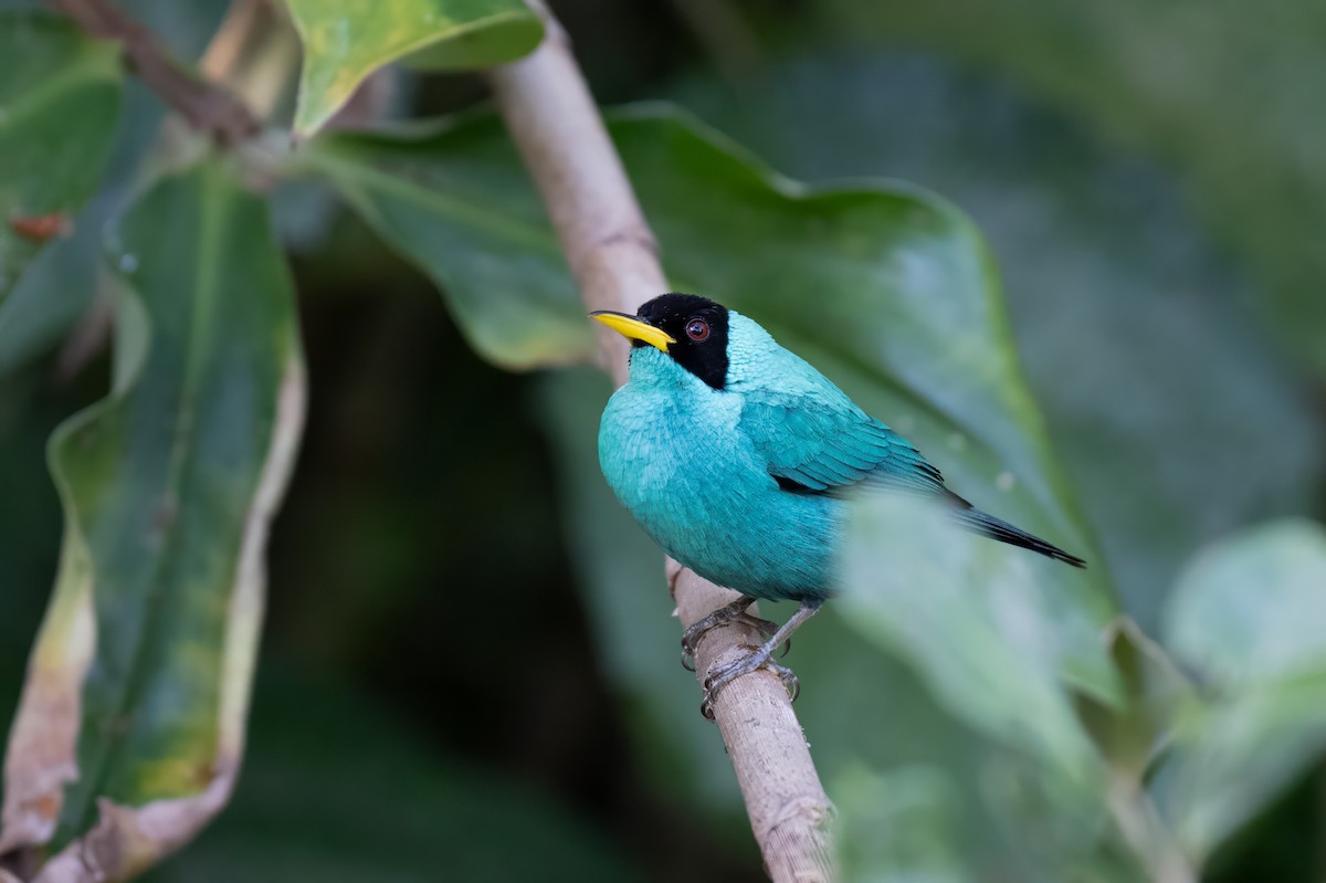Green Honeycreeper - ML647382176