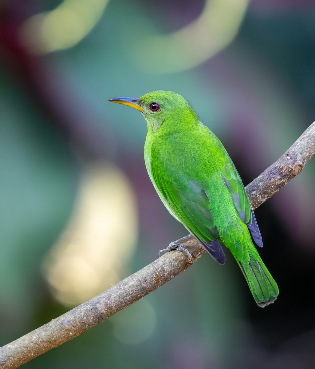 Green Honeycreeper - ML647382178