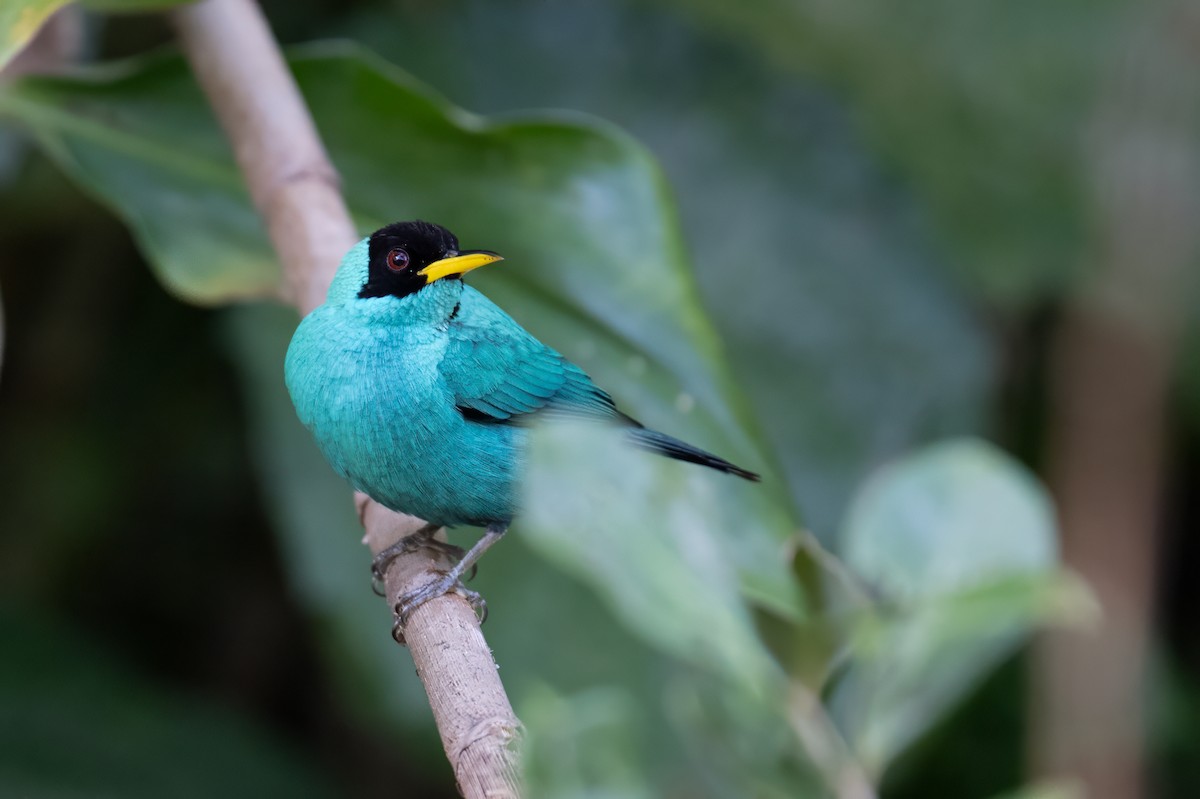 Green Honeycreeper - ML647382179