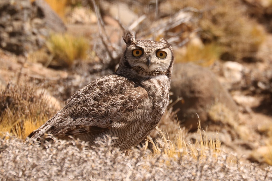 Lesser Horned Owl - ML647382187
