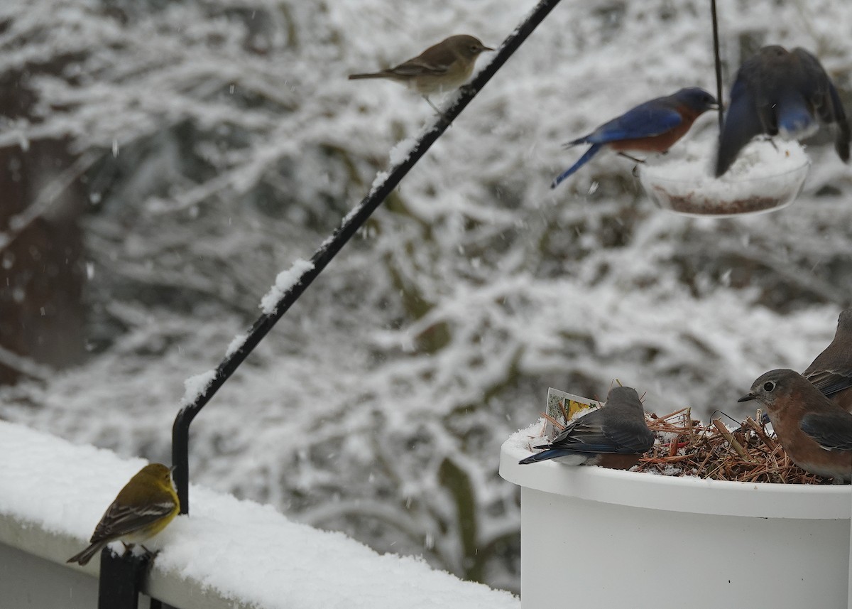 Pine Warbler - ML647382188