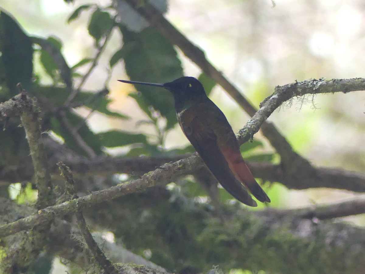 Violet-throated Starfrontlet (Bolivian) - ML647382190