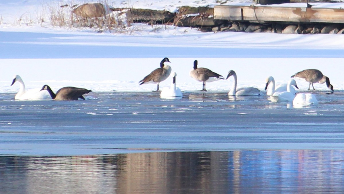 Canada Goose - ML647382196