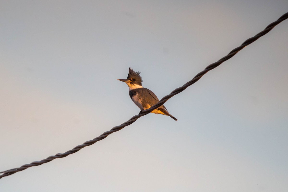 Belted Kingfisher - ML647382197