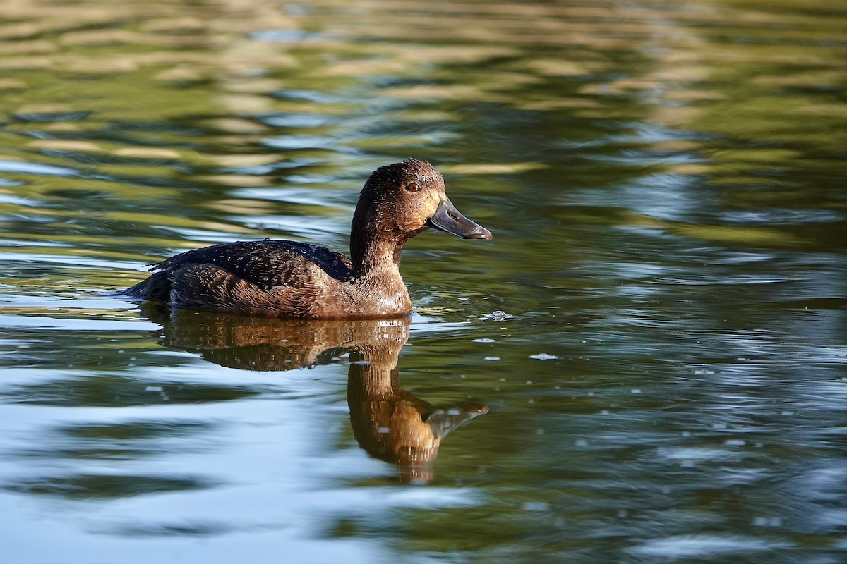New Zealand Scaup - ML647382198