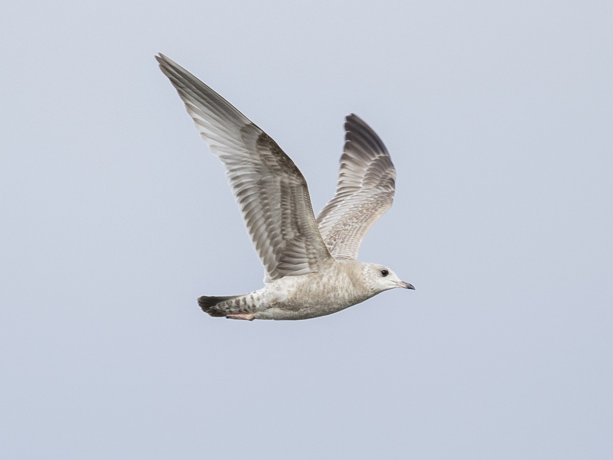 Short-billed Gull - ML647382199
