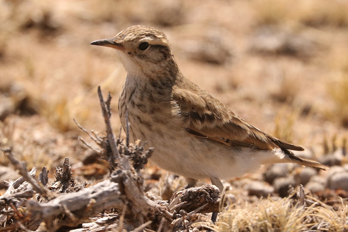 Common Miner - ML647382200