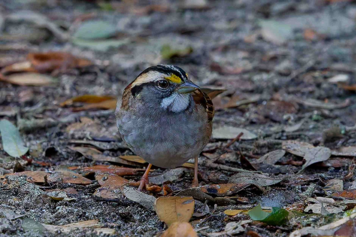 White-throated Sparrow - ML647382201