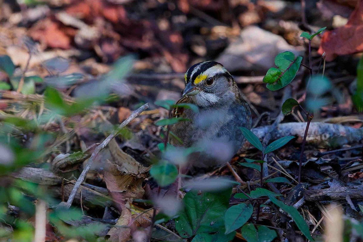 White-throated Sparrow - ML647382202