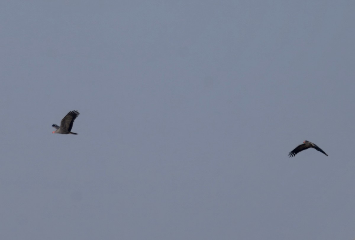 African Harrier-Hawk - ML647382203