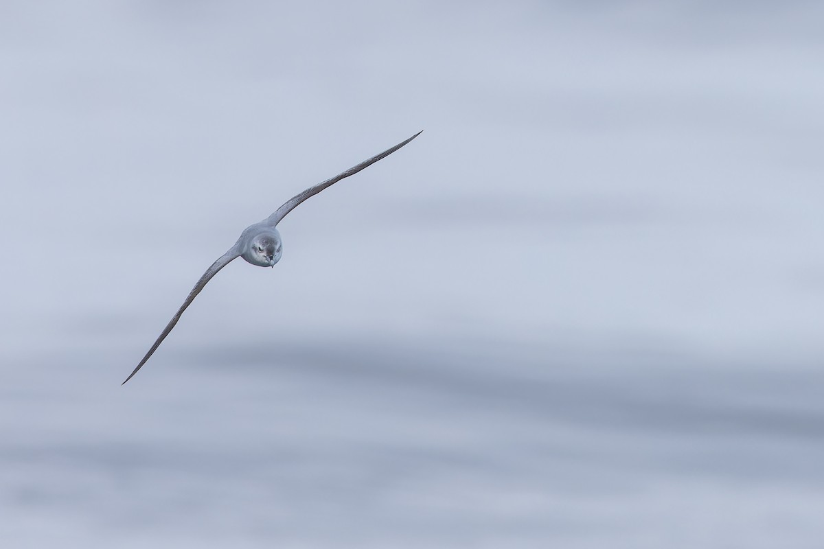 Fulmar Prion - ML647382205