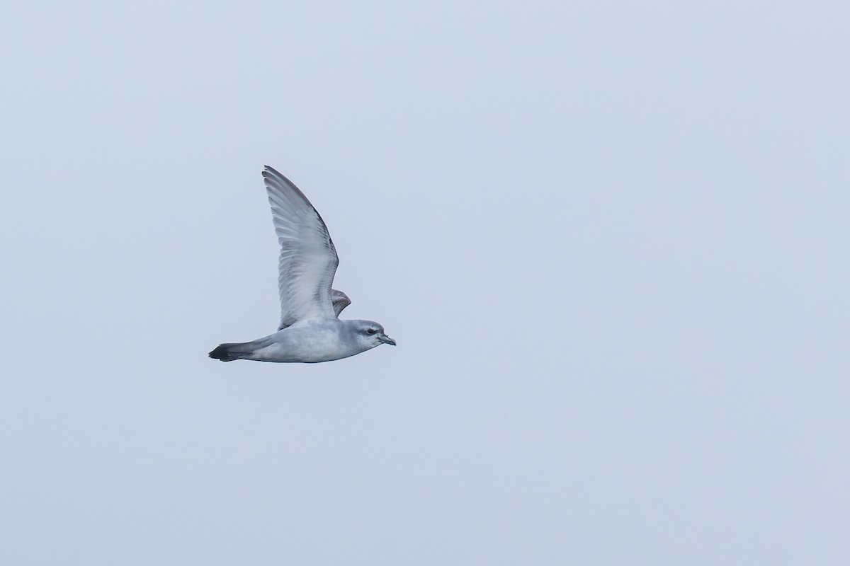 Fulmar Prion - ML647382206