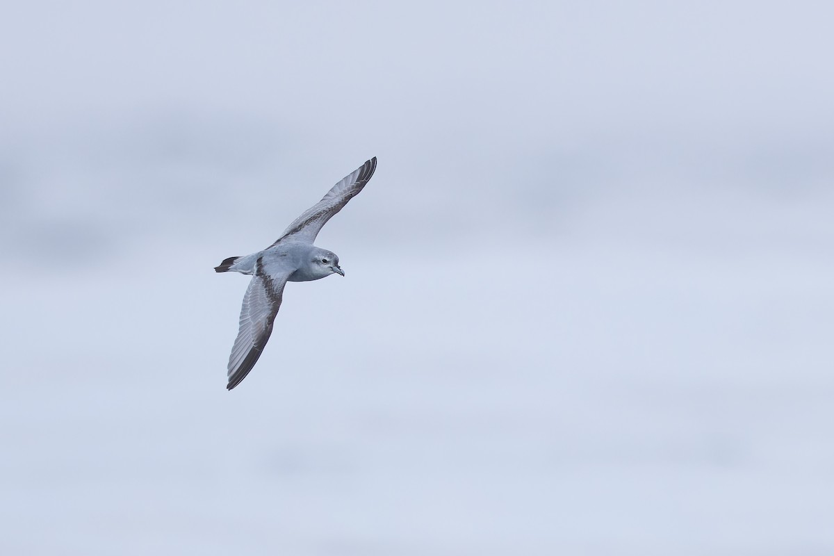 Fulmar Prion - ML647382207