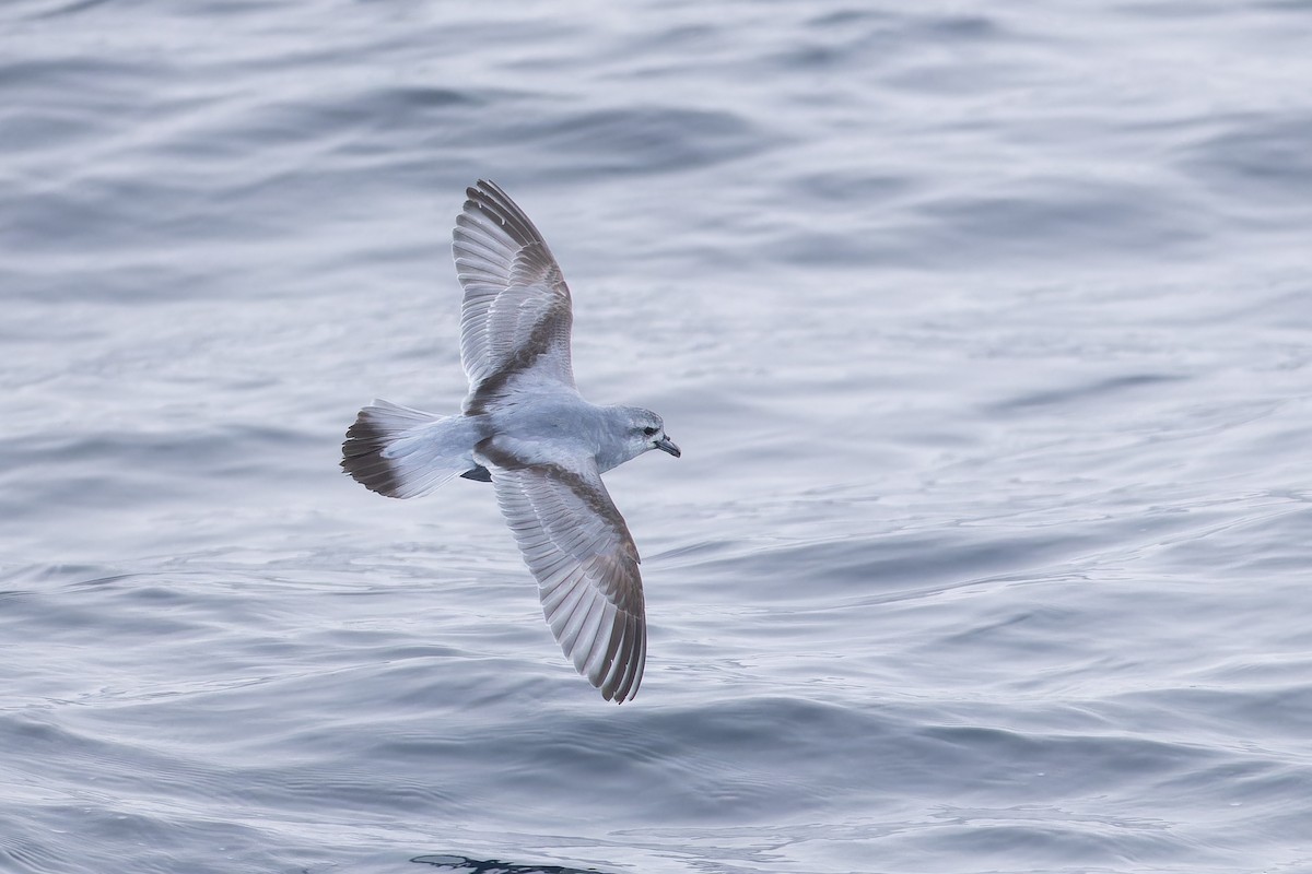 Fulmar Prion - ML647382208