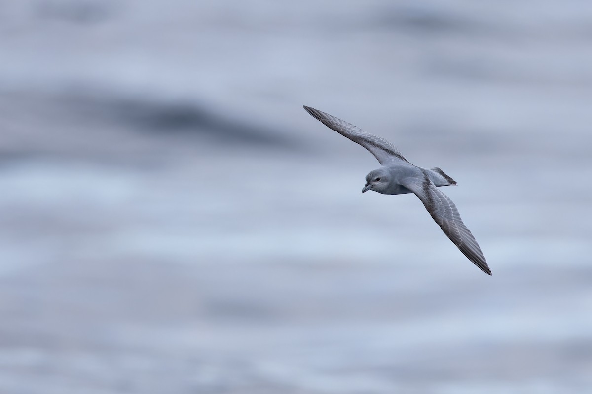 Fulmar Prion - ML647382209