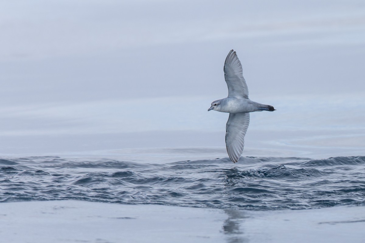 Fulmar Prion - ML647382210