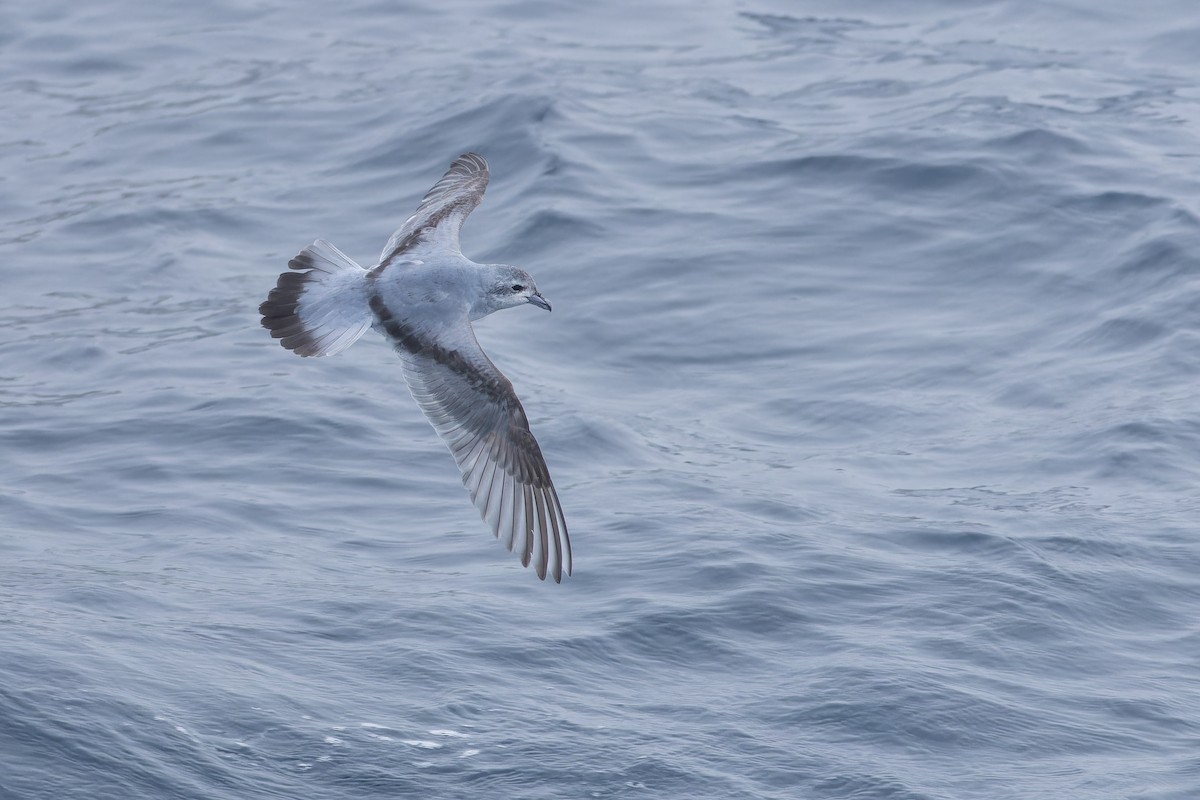 Fulmar Prion - ML647382211