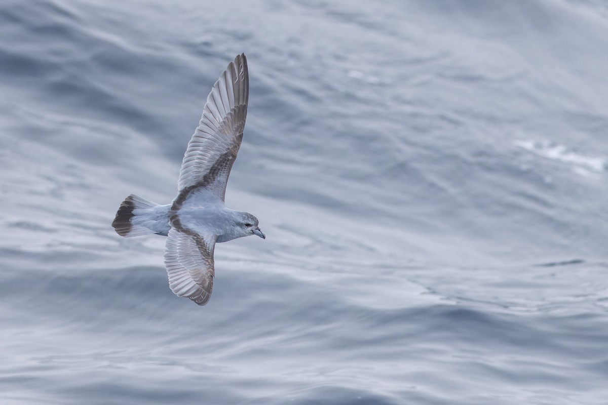 Fulmar Prion - ML647382212