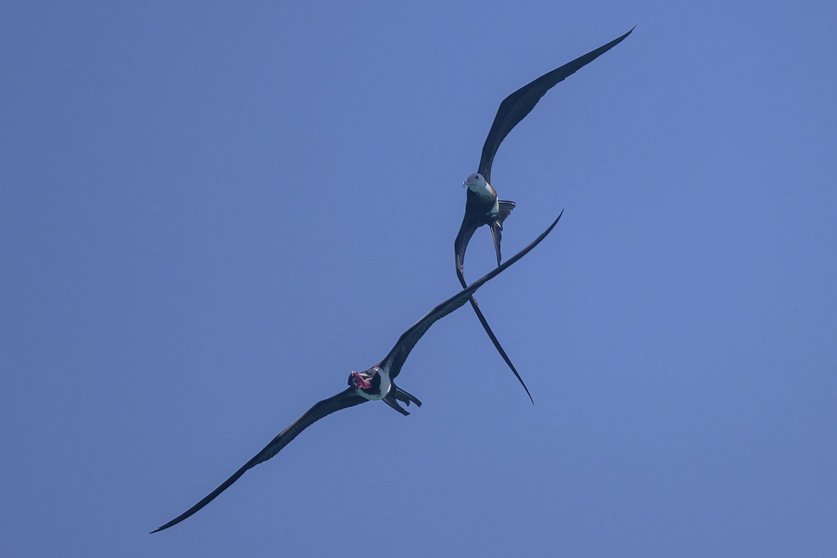 Magnificent Frigatebird - ML647382213
