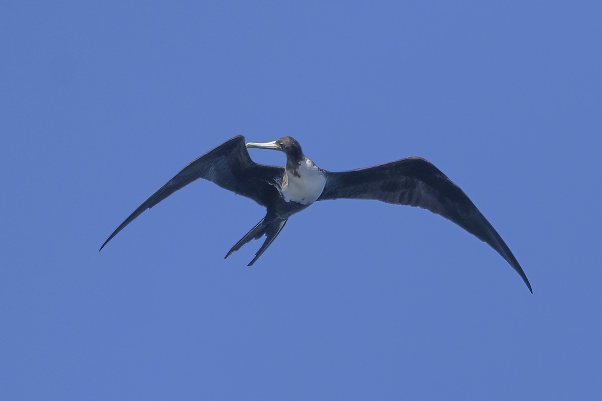 Magnificent Frigatebird - ML647382214