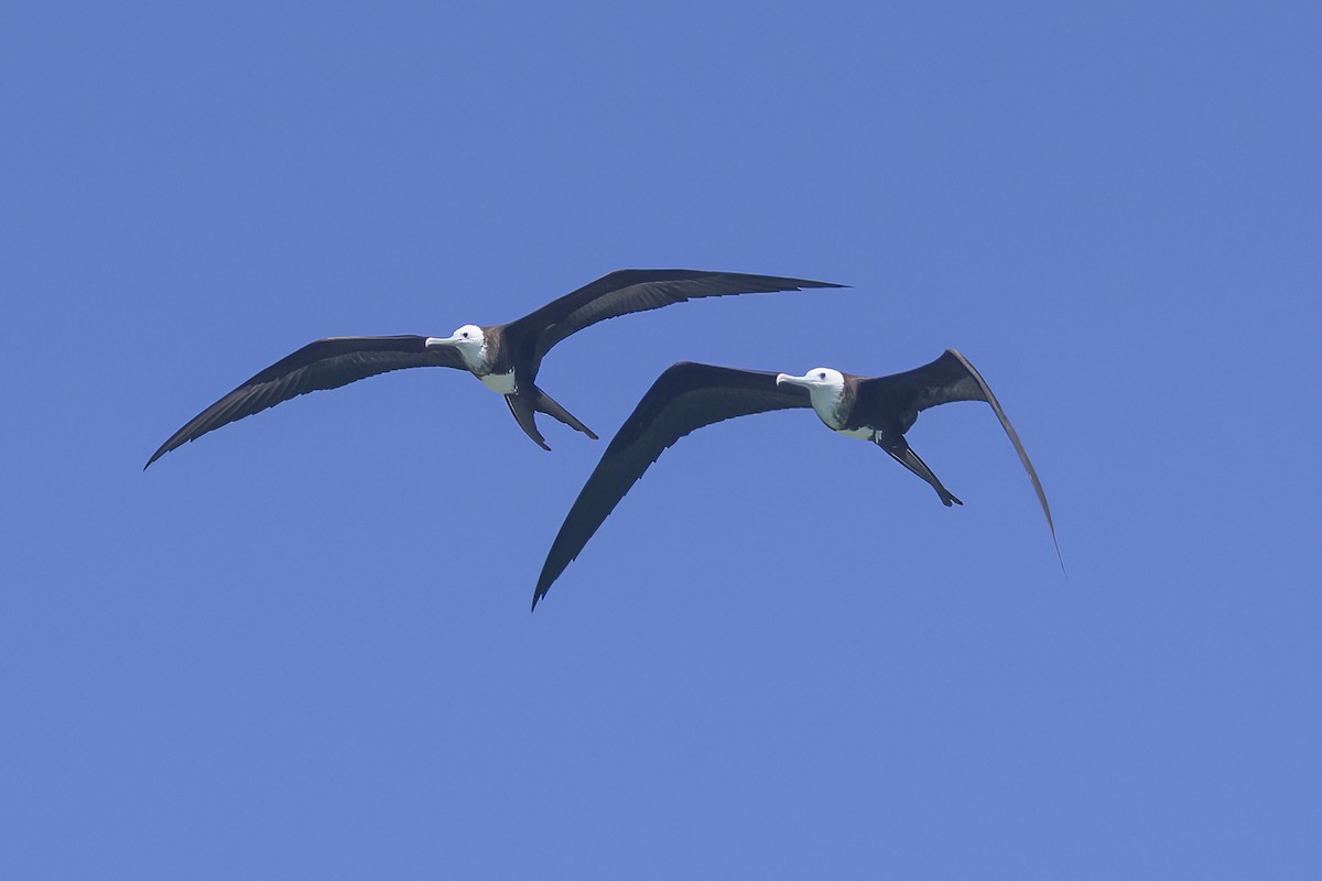 Magnificent Frigatebird - ML647382215