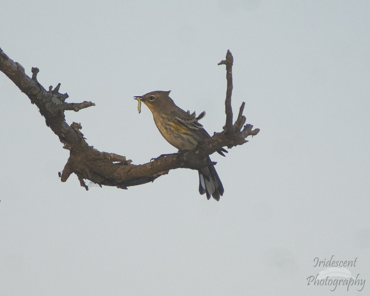 Yellow-rumped Warbler - ML647382216