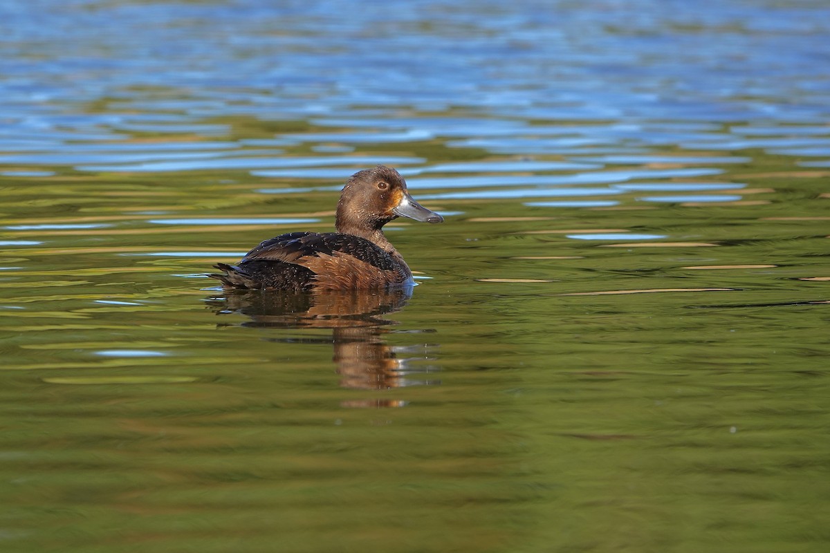 New Zealand Scaup - ML647382217