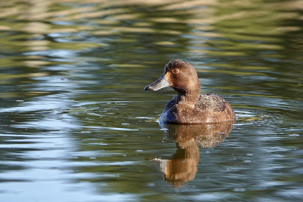 polák novozélandský - ML647382223