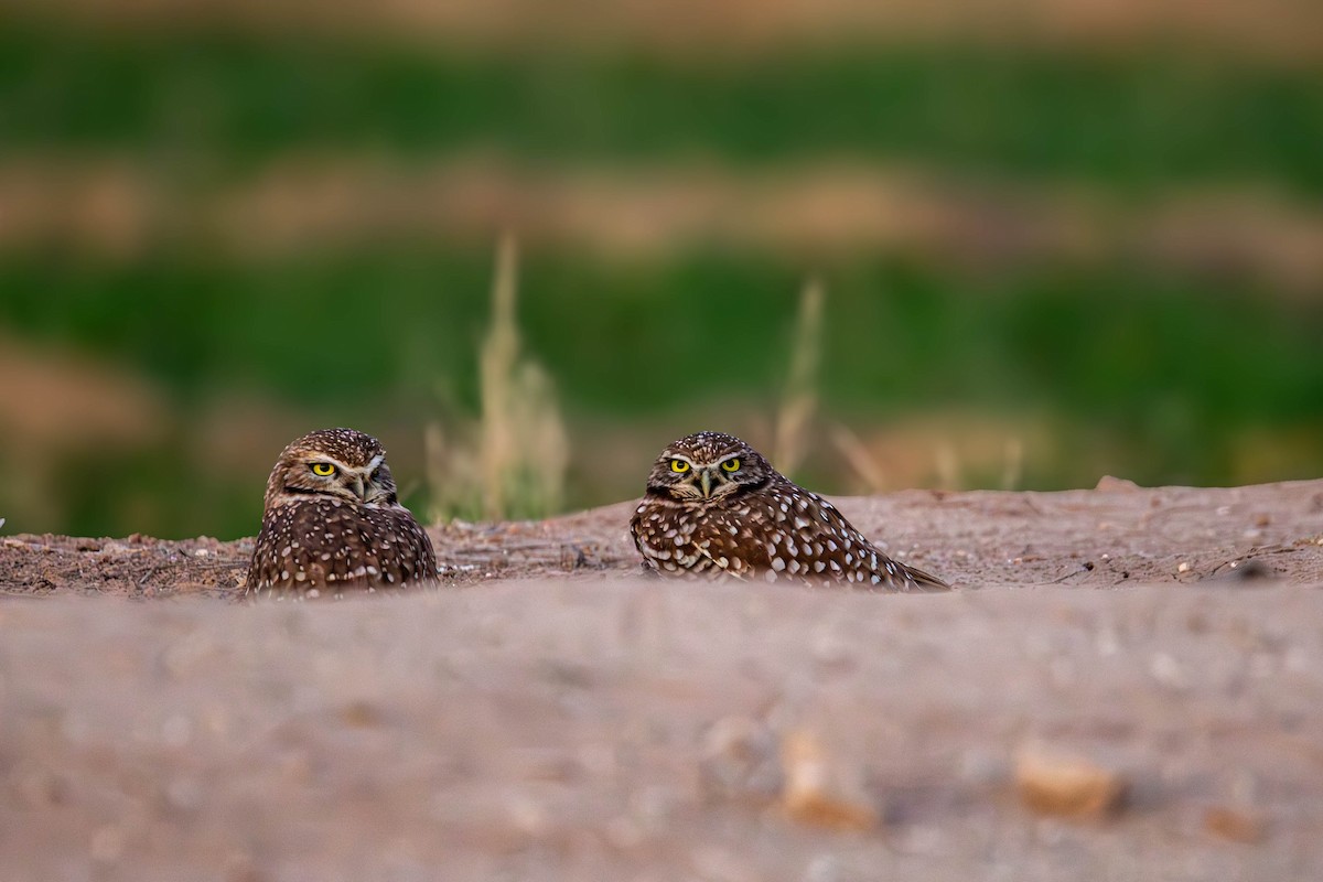Burrowing Owl - ML647382227