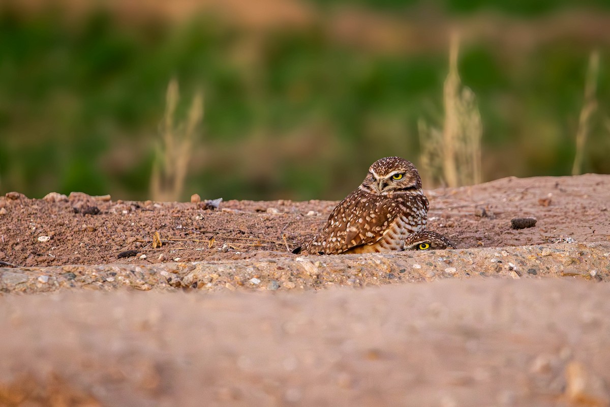 Burrowing Owl - ML647382229