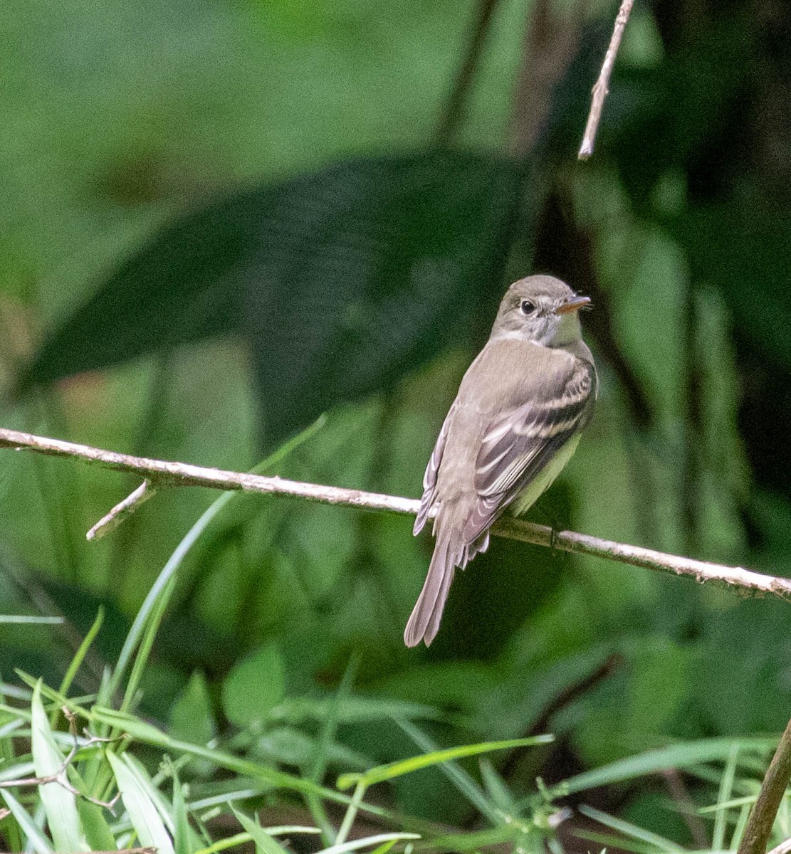 Acadian Flycatcher - ML647382230
