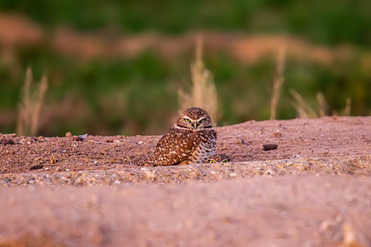 Burrowing Owl - ML647382231