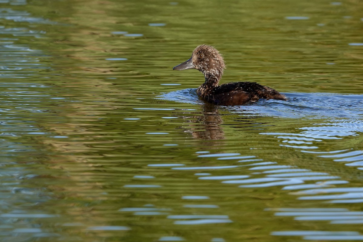 polák novozélandský - ML647382252