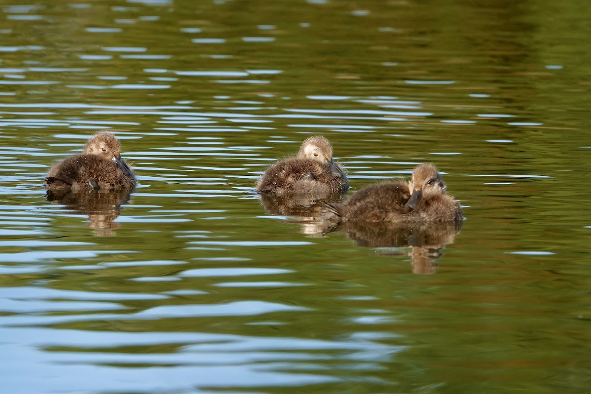 polák novozélandský - ML647382257