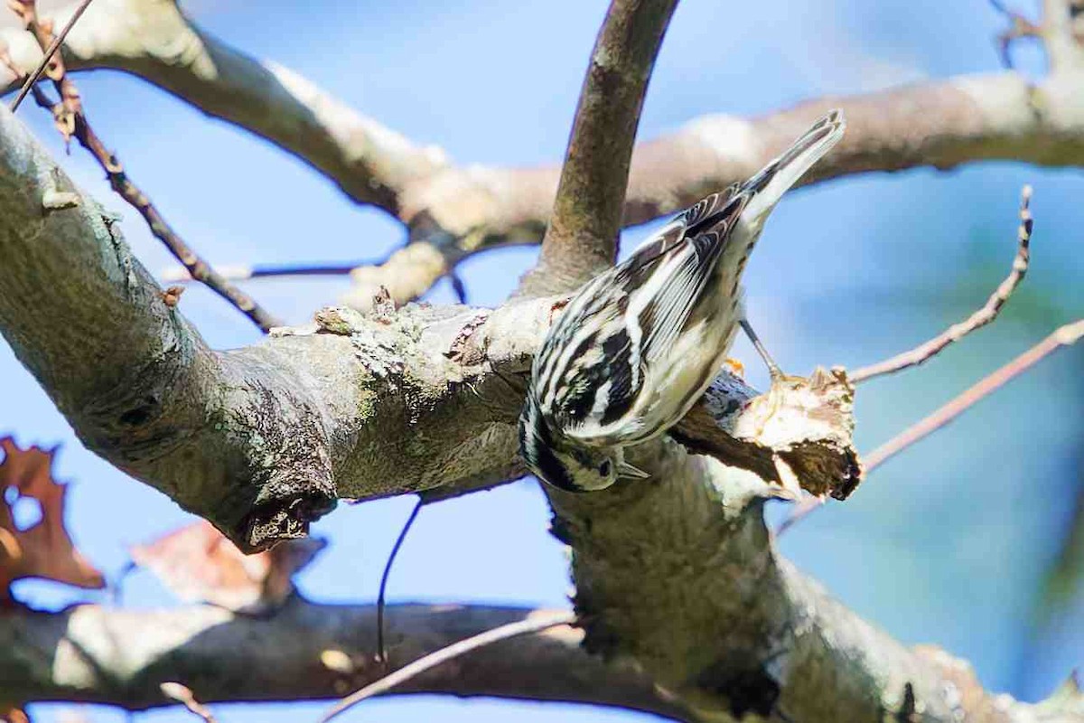 Black-and-white Warbler - ML647382259