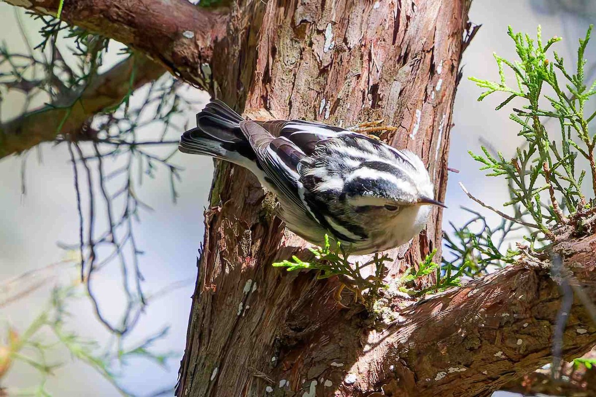 Black-and-white Warbler - ML647382260