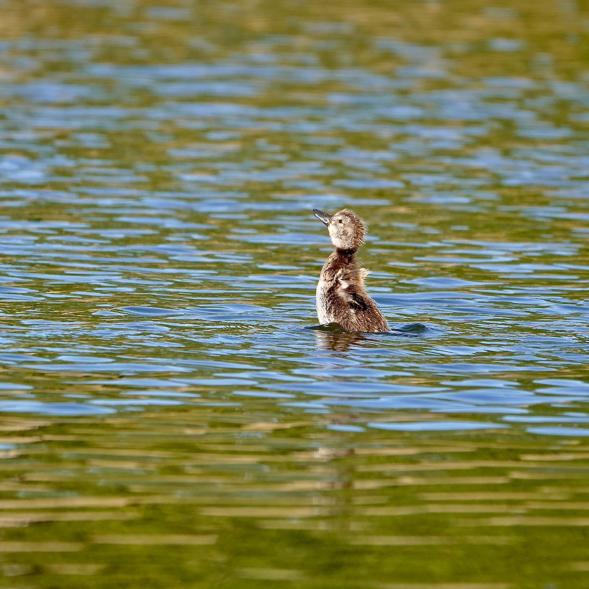 polák novozélandský - ML647382262
